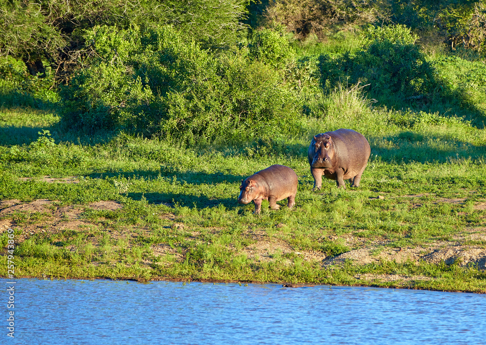 Female Hippo with cub Female Hippo with cub