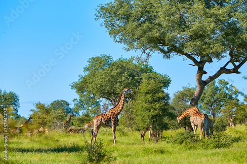 African savannah with giraffe © Günter Menzl
