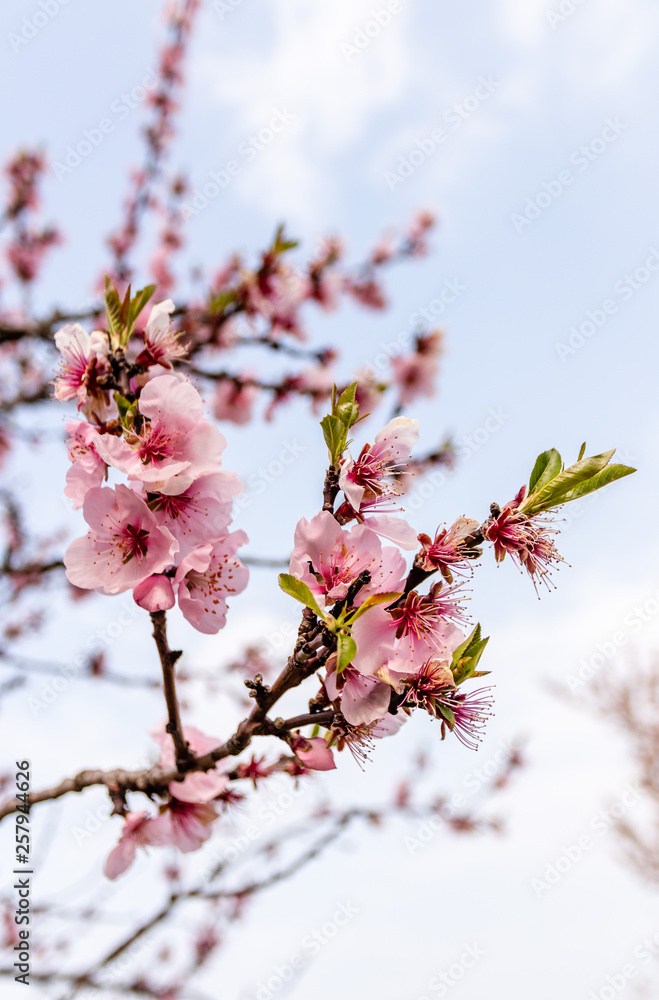 Almond blossoms on a tree