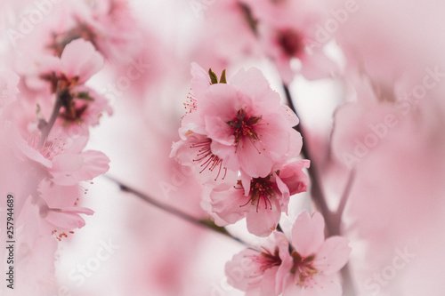 Almond blossoms on a tree