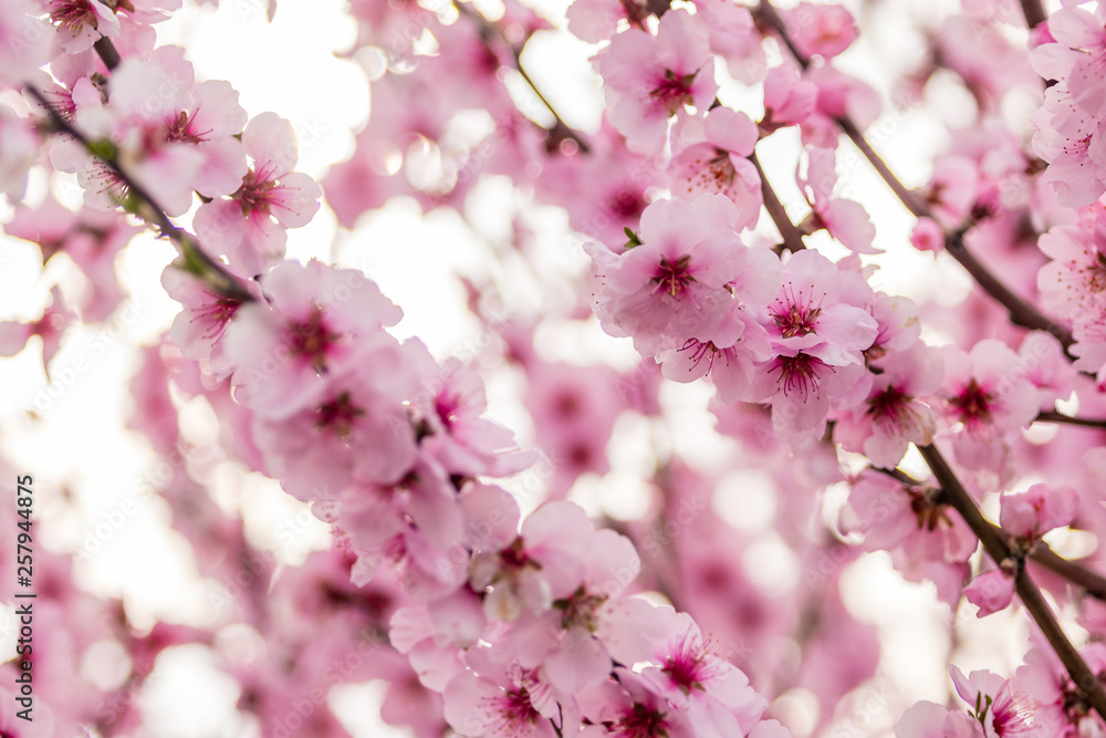 Obraz premium Almond blossoms on a tree