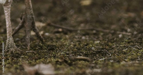 Turkey farm footage. Beautiful turkey in farm. Slow motion cinematic view footage of turkey. Shooted on Red camera.