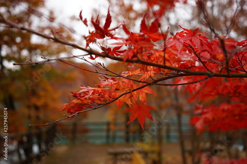 red autumn leaves