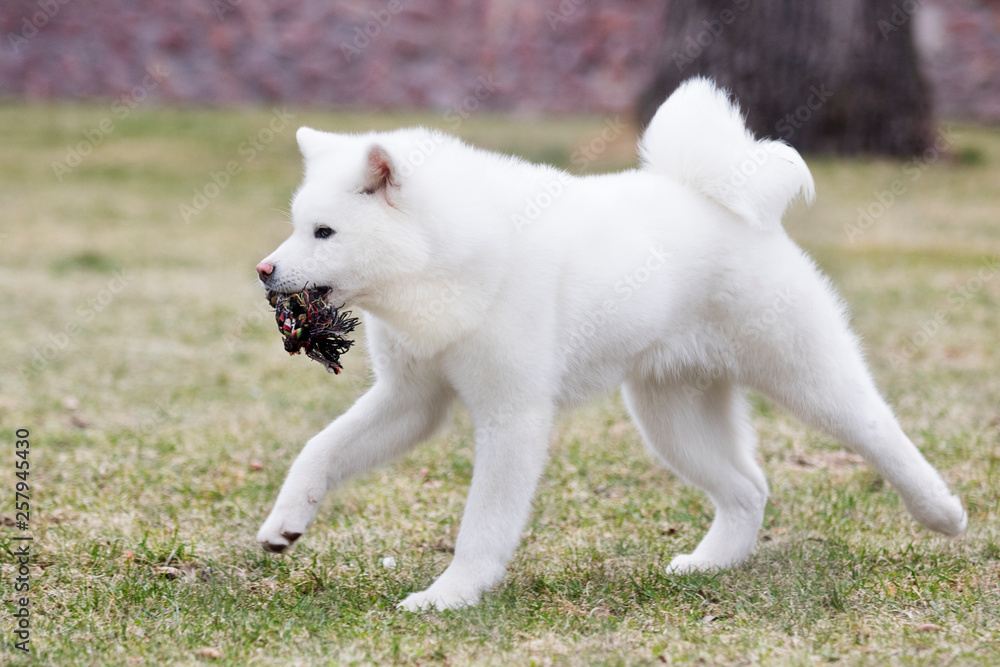 white akita inu dog on the lawn