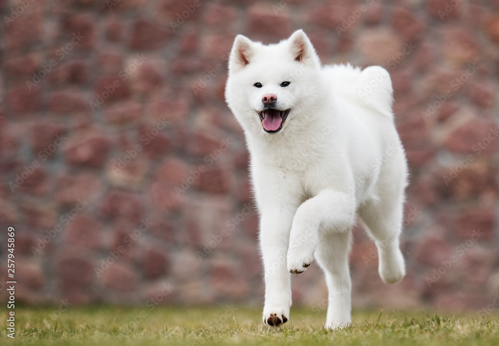Akita Inu dog runs on the lawn