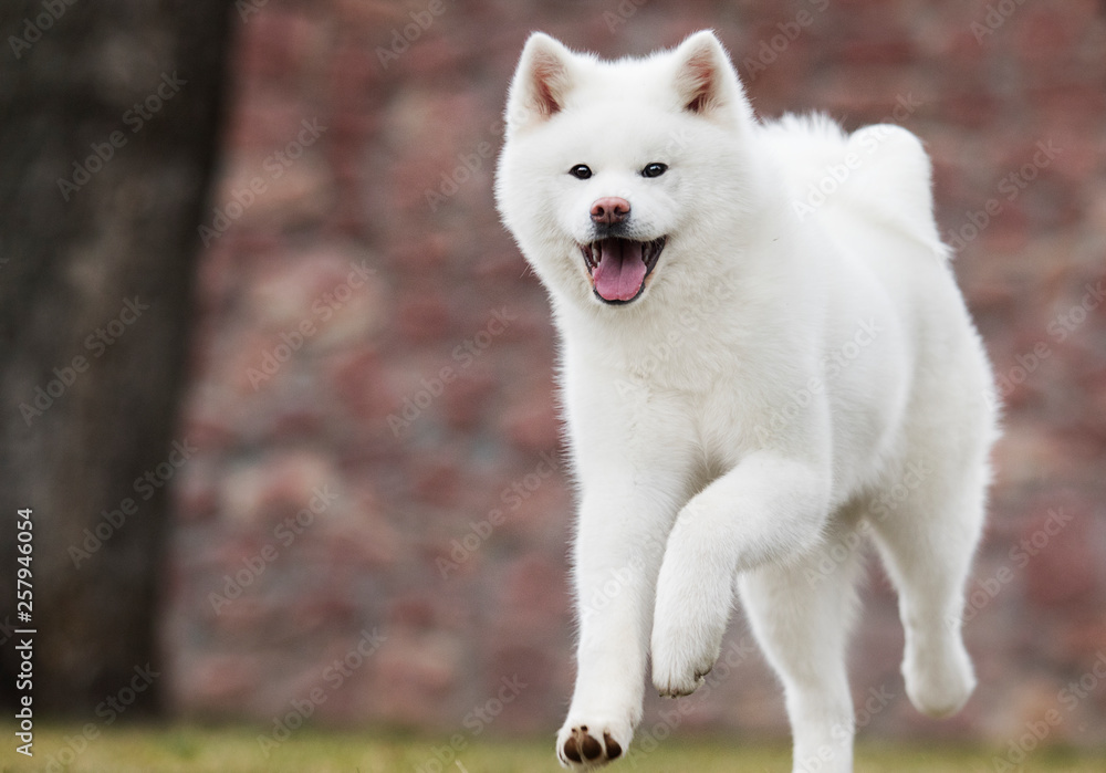 Naklejka premium Akita Inu dog runs on the lawn