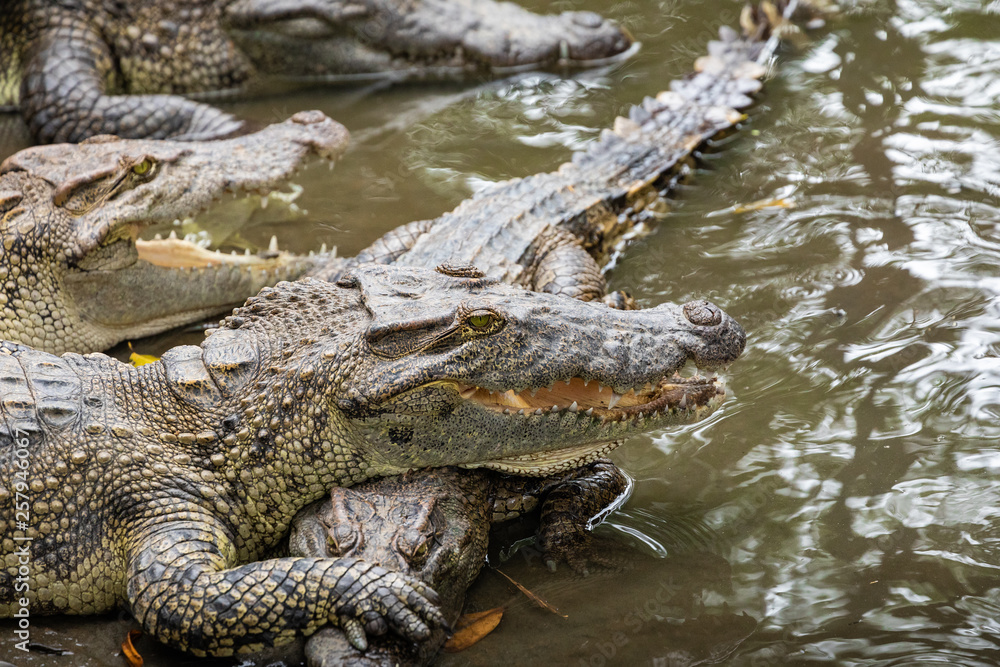 Portrait of many crocodiles at the farm in Vietnam, Asia. Portrait of many crocodiles at the farm in Vietnam, Asia.