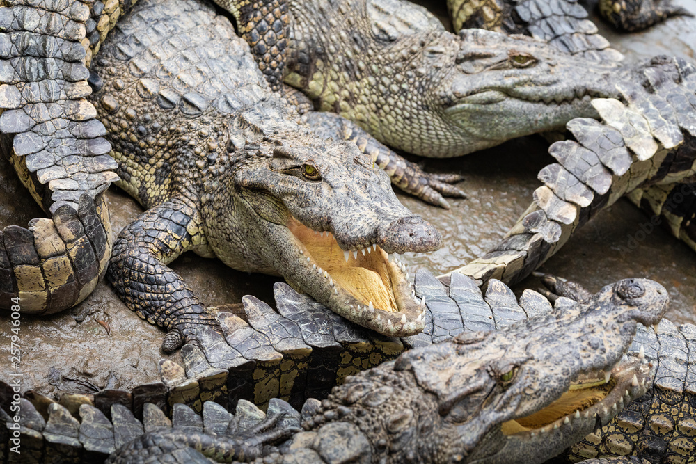 Obraz premium Portrait of many crocodiles at the farm in Vietnam, Asia.