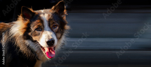 The dog is looking and sticking his tongue.