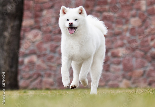 white dog akita inu runs