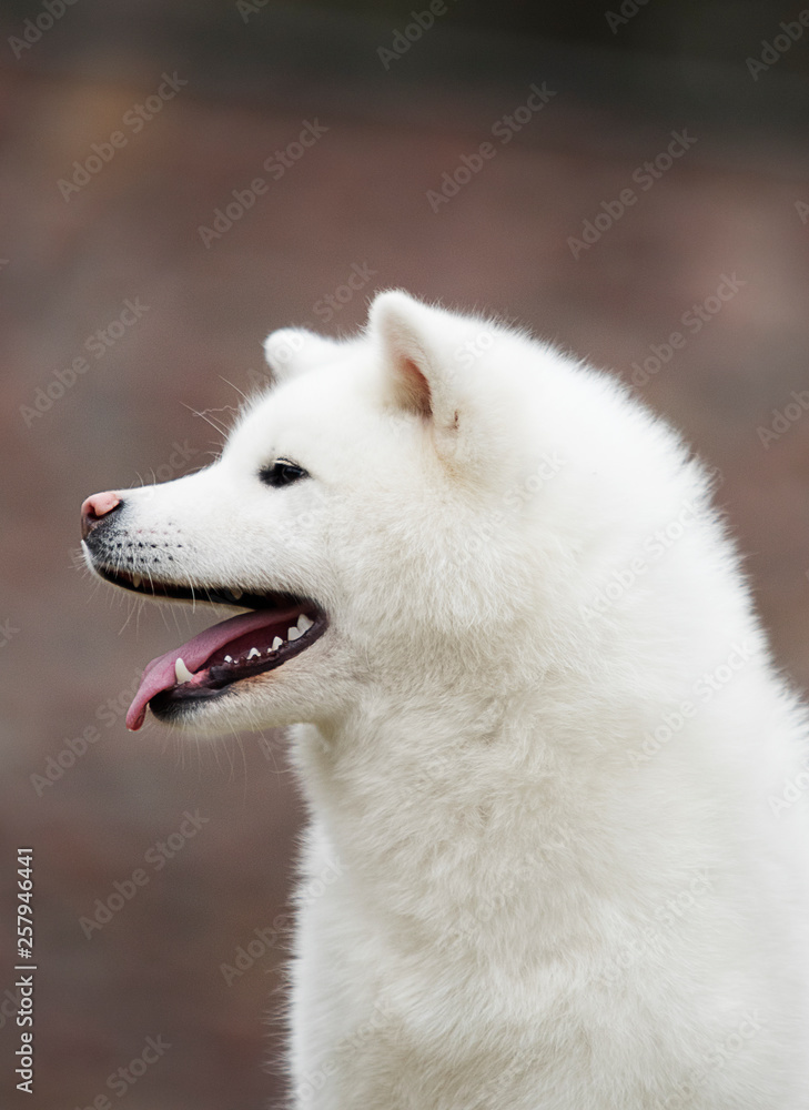 portrait white dog akita inu portrait white dog akita inu
