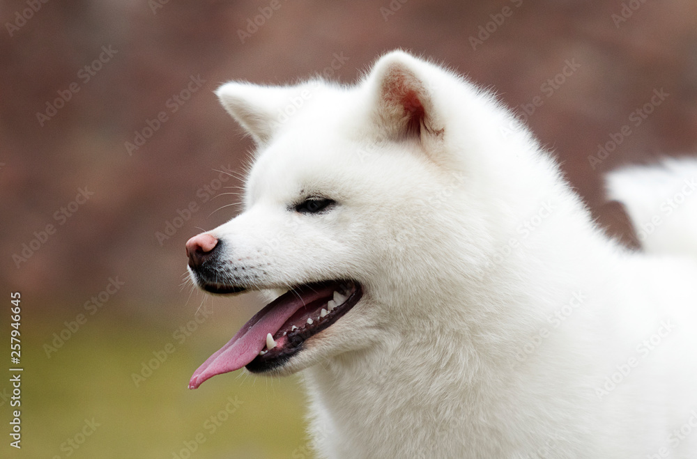portrait white dog akita inu