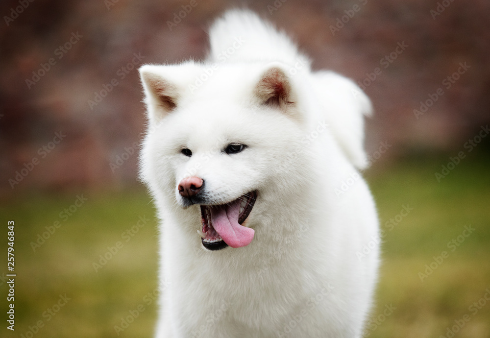 portrait white dog akita inu
