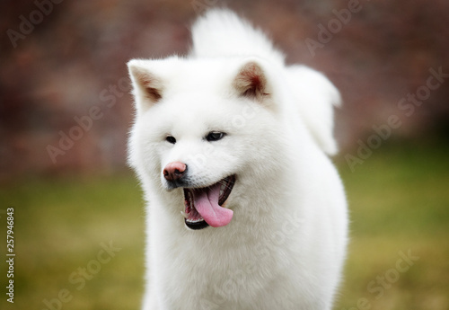 portrait white dog akita inu © Happy monkey
