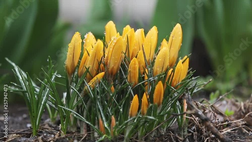 Snow is going over first spring flowers. Yellow crocuses covered with snow on spring's blizzard. Wind, light breeze, clold cloudy spring day, dolly shot, close up, shallow depts of the field, 59,94fps photo