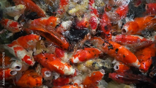 Feeding huge fancy carp fish, many large Koi fish in pool, swimming for food