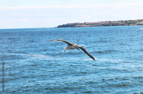 A seagull is flying over the seascape. There are many seagulls living on the sea.
