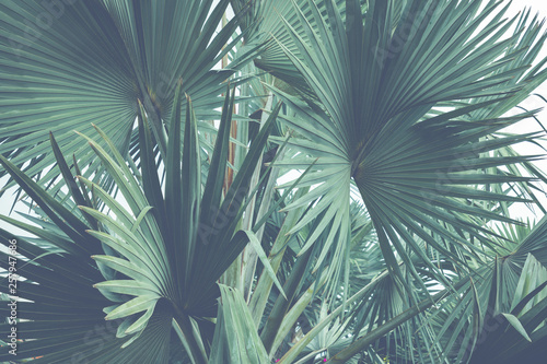 Tropical Palm Tree Leaves.