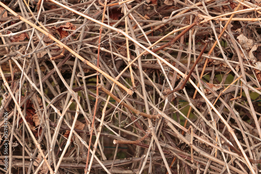 Dormant grape vine texture background Dormant grape vine texture background