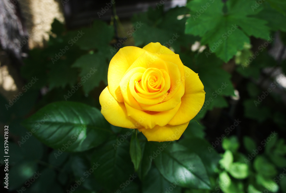 rose golden. Yellow roses in the garden is ready for Valentine's Day. Yellow rose in the garden. rose golden. Yellow roses in the garden is ready for Valentine's Day. Yellow rose in the garden.