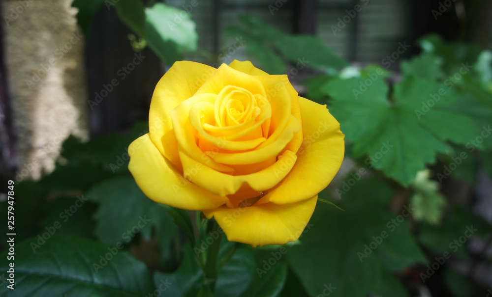 rose golden. Yellow roses in the garden is ready for Valentine's Day. Yellow rose in the garden. rose golden. Yellow roses in the garden is ready for Valentine's Day. Yellow rose in the garden.
