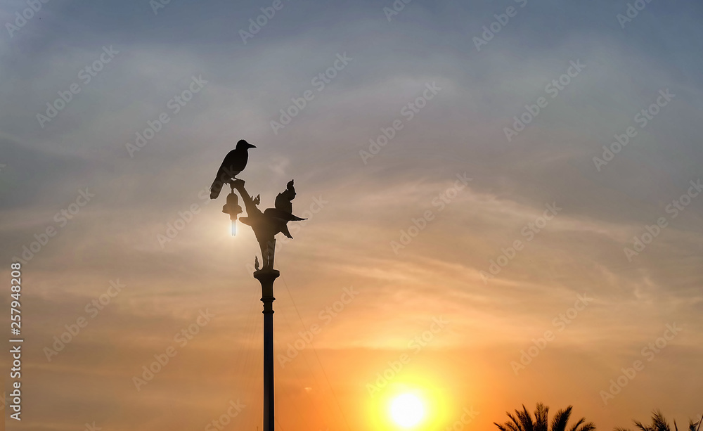 Bird on the top of the electric pole At sunset in Thailand