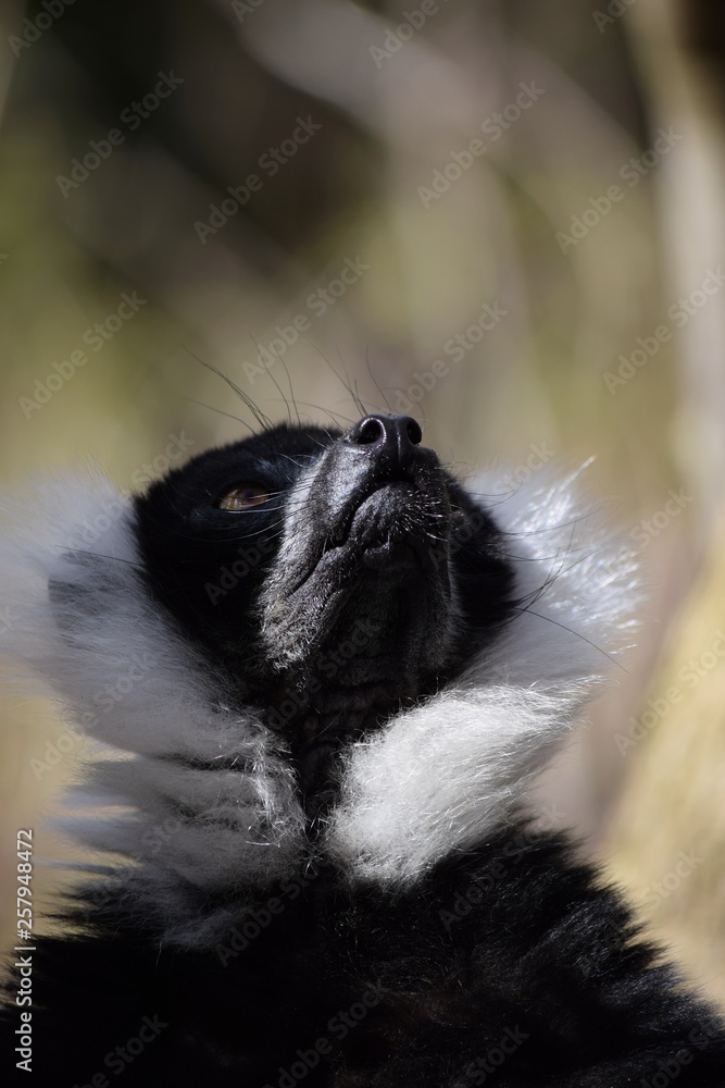 Obraz premium Close up Gibbon look at the top