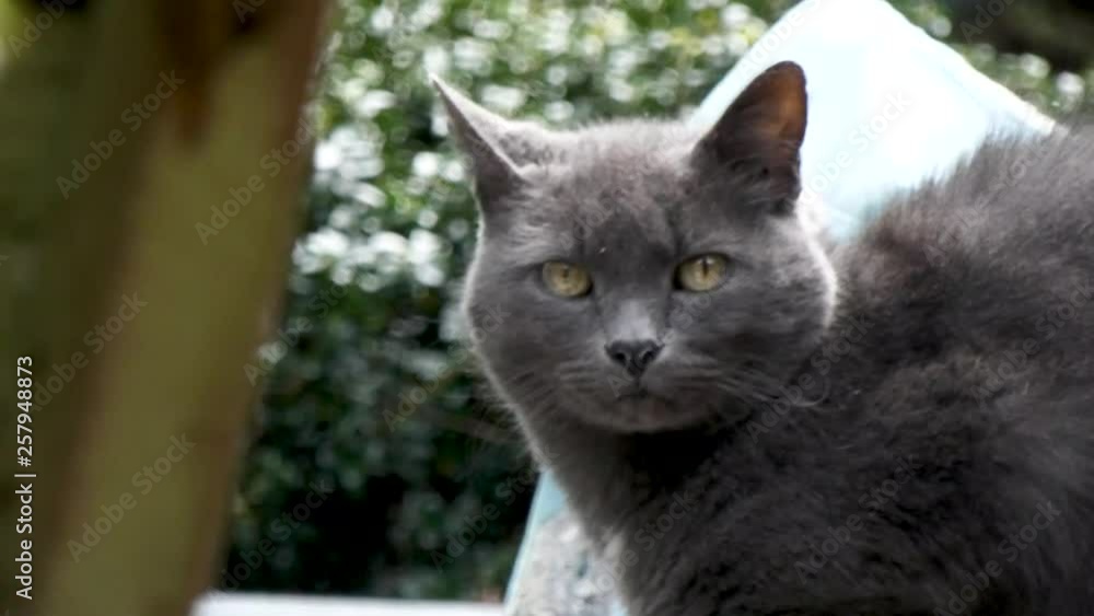 gray stray cat looks over at camera gray stray cat looks over at camera