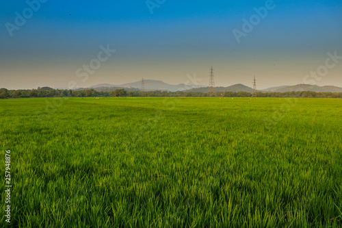 green field and blue sky, Goa, India