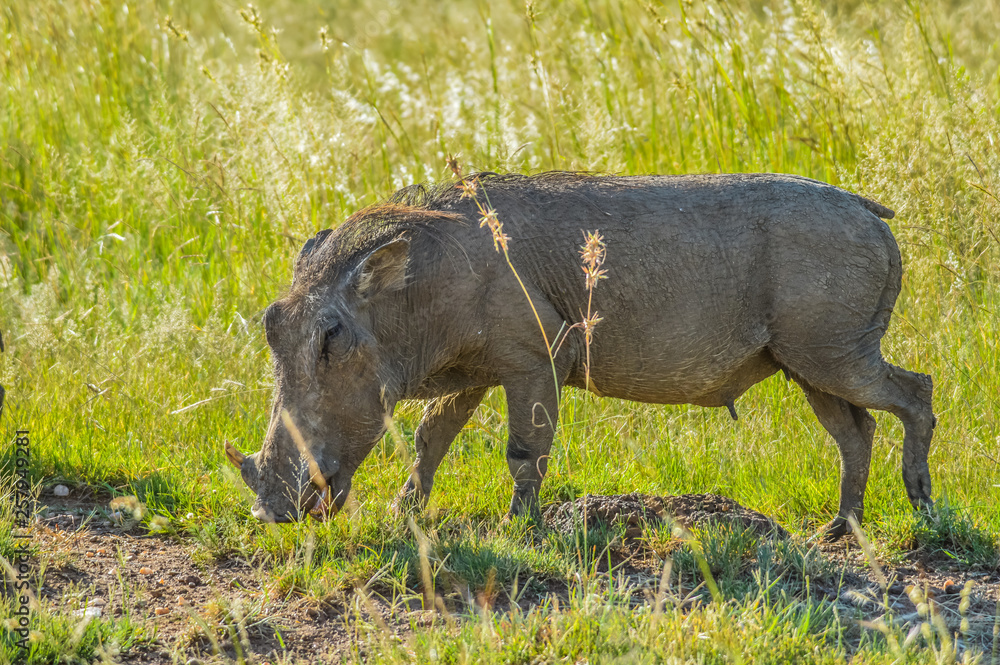 Cute African warthog in a game reserve in South Africa Cute African warthog in a game reserve in South Africa