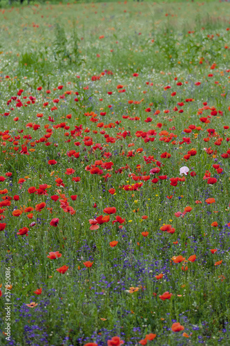 Poppy fields  Castelvecchio Pascoli  Barga  Italy