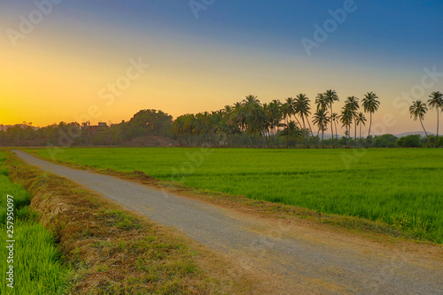 rural road in the field, Goa, India © Hubert