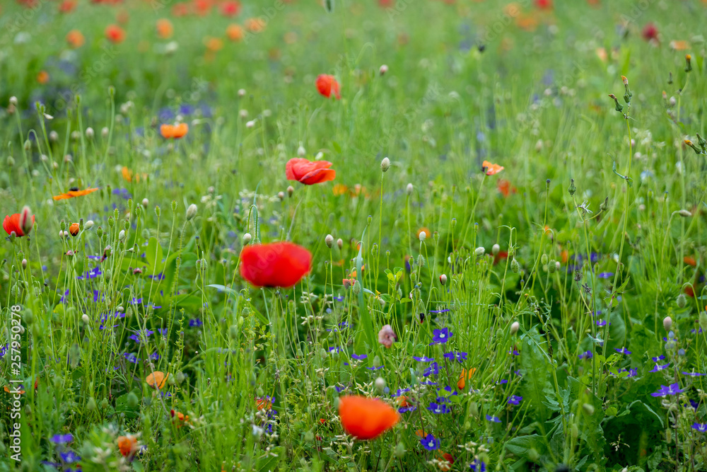 Fototapeta premium Poppy fields, Castelvecchio Pascoli, Barga, Italy
