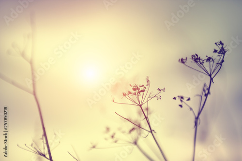 Dry grasses in a field at sunset. Beautiful nature background. © smallredgirl