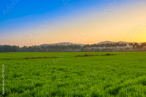green field and blue sky  Goa  India