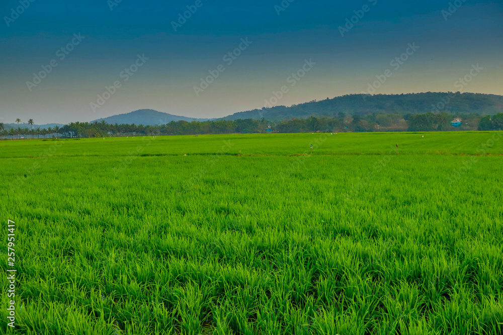 green field and blue sky, Goa, India