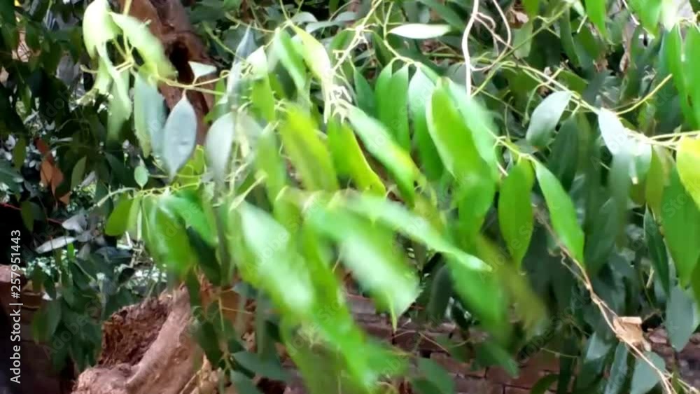 Leaves on a branch swaying wind Leaves on a branch swaying wind