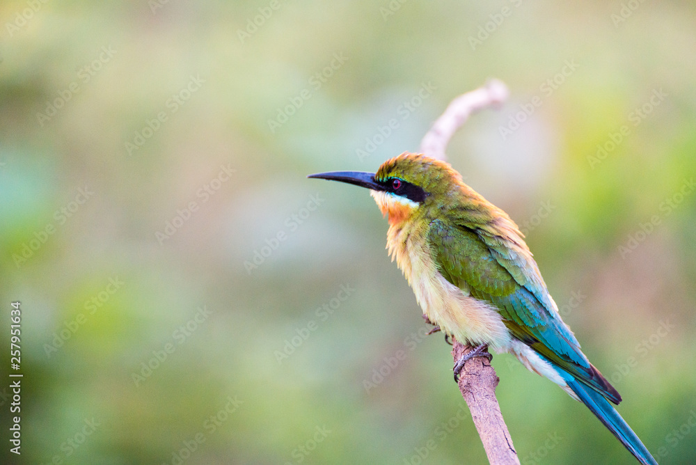 Little Bee-eater Merops pusillus perching on branch in Udawalawe national park, Sri Lanka. Coroful bird in national park. Little Bee-eater Merops pusillus perching on branch in Udawalawe national park, Sri Lanka. Coroful bird in national park.