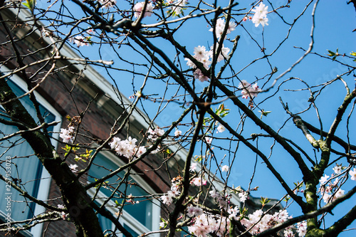 Closeup of flowers from a tree in the streets of Voorburg in Netherlands photo