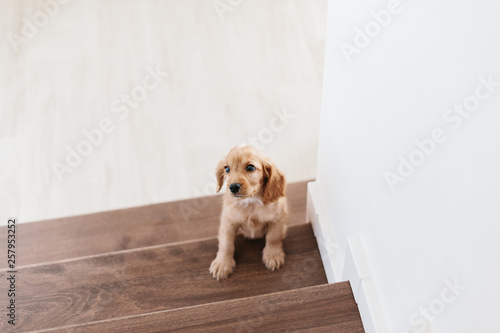 2 month old cute english cocker spaniel puppy on the stairs photo