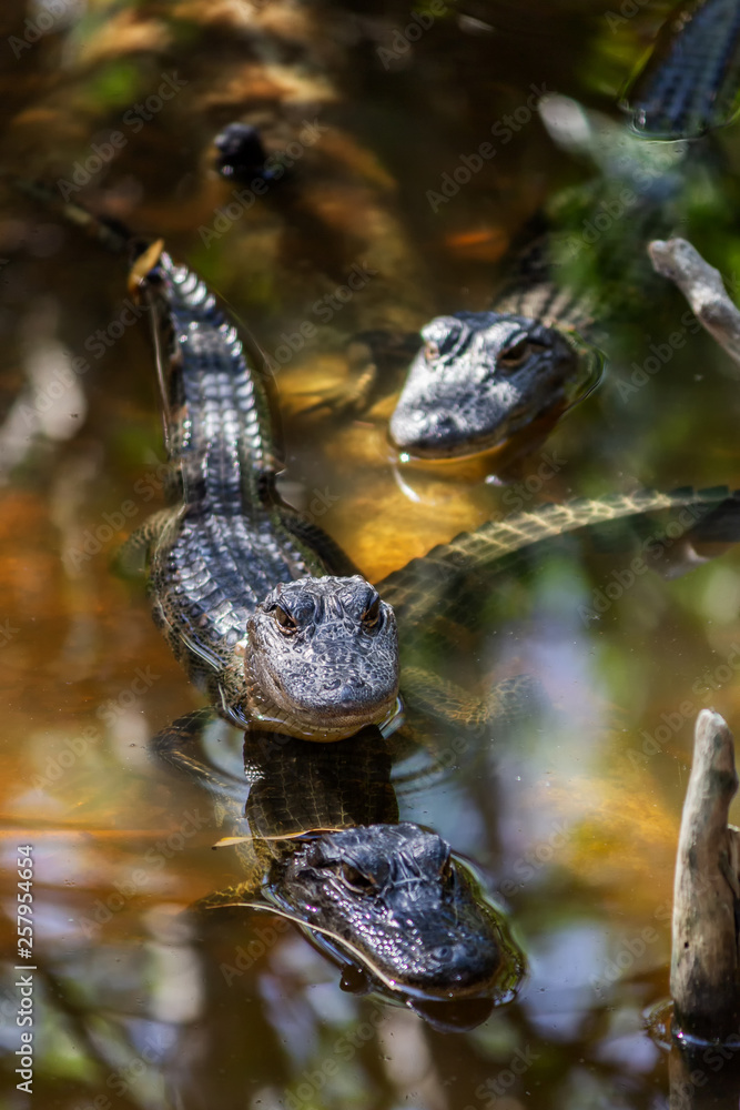 Obraz premium Wild Alligators in a Florida Mangrove Swamp