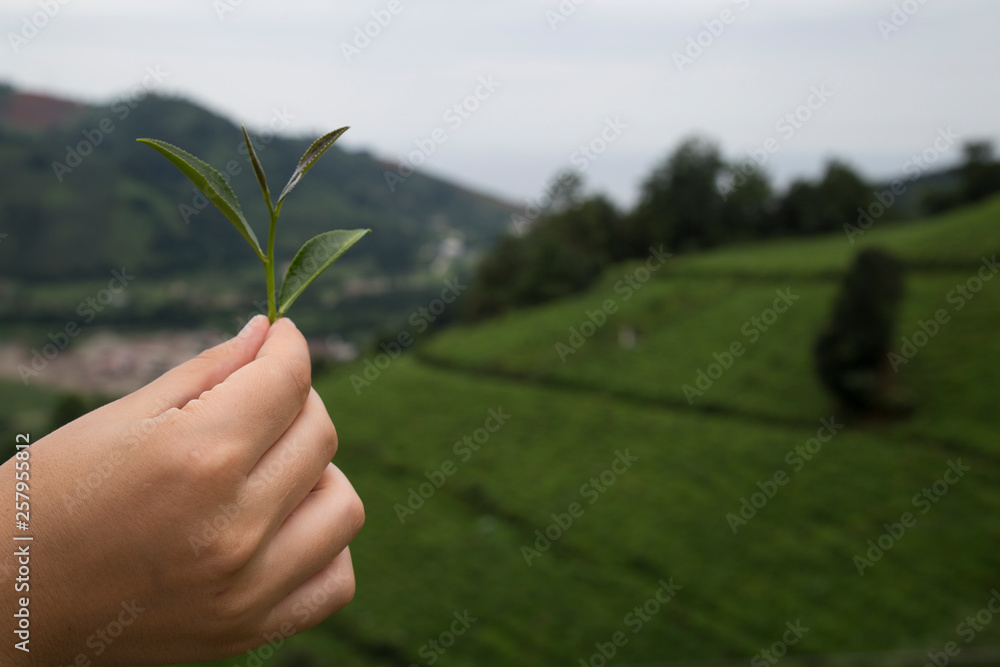 the girl hold the fresh tea sprouts or leaf in the hand at the beautiful tea field from Rize. the girl hold the fresh tea sprouts or leaf in the hand at the beautiful tea field from Rize.