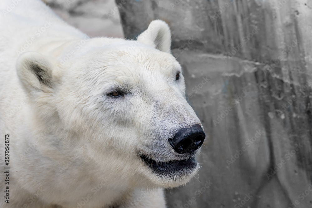 muzzle of a wild animal polar bear muzzle of a wild animal polar bear