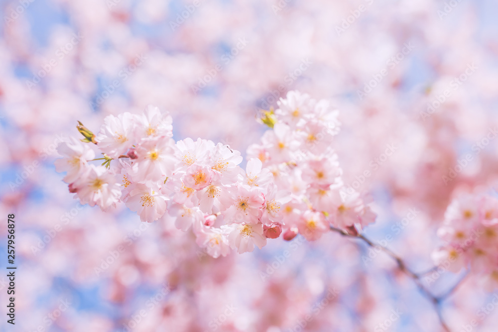 Cherry blossom in springtime