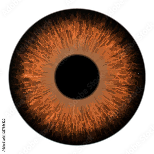 Brown eye iris macro vector illustration