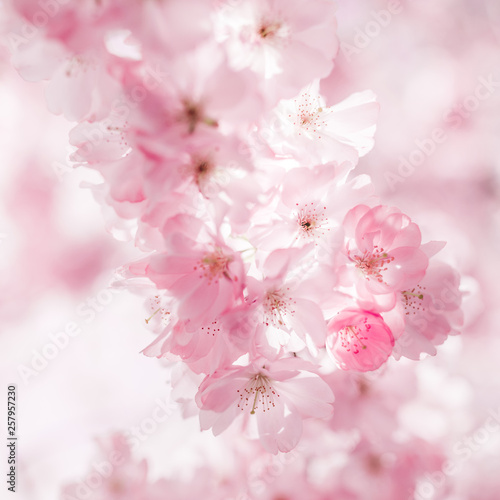 Cherry blossom in springtime © Silvia Eder