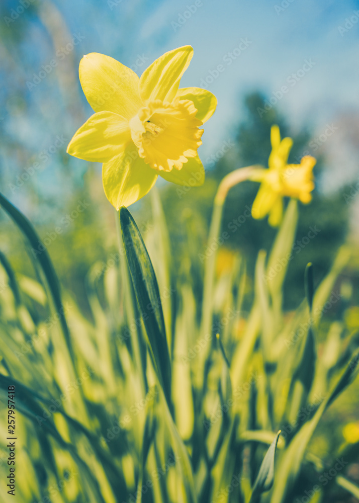 Fototapeta premium Wild daffodil on green meadow