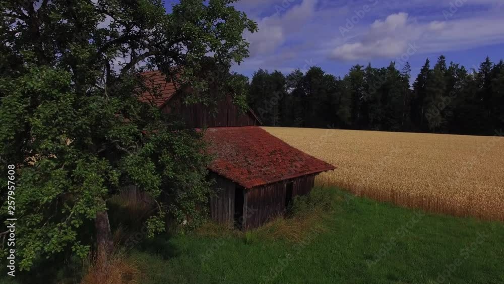 Old Shack Infront Of Wheat Field Vertical Filmed Old Shack Infront Of Wheat Field Vertical Filmed