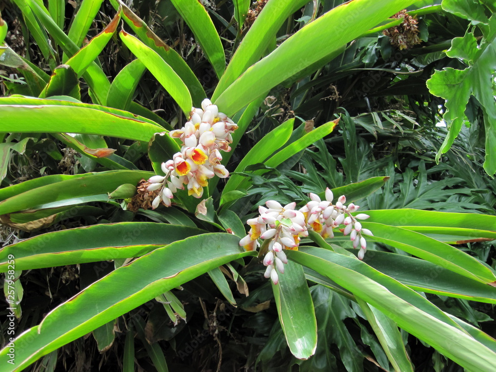 Fototapeta premium Canarias