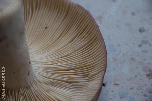 Close up of russula mushroom 